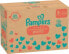 Фото #1 товара Baby Pants Premium Protection Gr.5 Junior (12-17 kg), Monatsbox, 144 St