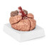 Фото #7 товара Model anatomiczny ludzkiego mózgu 9 elementów w skali 1:1