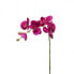 Фото #1 товара Orchidee Phalaenopsis Forever