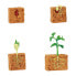 SAFARI LTD Life Cycle Of A Green Bean Plant Figure