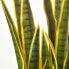 Фото #7 товара Kunstpflanze Sansevieria Trifasciata