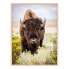 Фото #1 товара Bild North American Bison