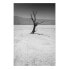 Фото #2 товара Wandbild Tree in the Desert