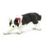 SAFARI LTD Border Collie Figure