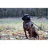 Фото #6 товара Защитный жилет ASD Boater´s Max-5 для собак