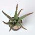 Фото #9 товара Искусственные цветы Homescapes Комнатное растение Aloe Vera 30 см