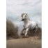 Фото #1 товара Fototapete White Wild Horse