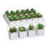Фото #1 товара Декоративное растение Mica Decorations 8 x 5 cm Зеленый PVC сочный