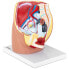 Фото #2 товара Model anatomiczny miednicy żeńskiej 3D w skali 1:1