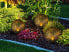 Фото #3 товара Уличный светодиодный светильник MeineWunschleuchte 3ер-набор солнечных шаров для сада, Ø 20 и 25 см