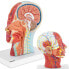 Фото #1 товара Модель анатомическая Physa головы и шеи человека 3D масштаб 1:1