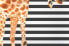 Фото #7 товара Leinwand 60x40 Giraffe