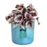 Фото #4 товара Горшок для цветов elho The Ocean Collection runder Blumentopf Blau 22 x H 20 cm 100 % recycelt