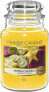 Duftkerze im Glas Tropical Starfruit - Yankee Candle Tropical Starfruit 104 g