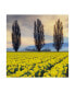 Фото #1 товара Alan Majchrowicz Skagit Valley Daffodils II Canvas Art - 15" x 20"