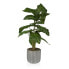 Фото #1 товара Декоративное растение Versa 15 x 53 x 15 cm Цемент Пластик