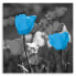 Bilder Blau Tulpen Natur Pflanzen