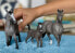 Фото #4 товара Figurka Schleich Źrebak rasy Cheval De Selle Francais