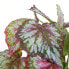 Фото #4 товара Искусственные цветы MICA Decorations Begonia с зелеными цветами