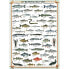 Фото #1 товара Puzzle Süßwasserfische 1000 Teile