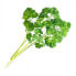 Véritable 3760262511351 - Edible plant - Parsley - Refill - Fast grower (3-5 weeks)