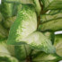 Фото #3 товара Декоративное растение полиэтилен PEVA Dieffenbachia 42 x 42 x 52 cm