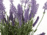 Фото #4 товара Kunstpflanze LAVENDER PLANT