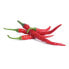 Фото #3 товара Véritable 3760262511207 - Edible plant - Chili pepper - Refill - Fast grower (3-5 weeks)