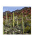 Mitch Catanzaro Santa Catalina Mountains Canvas Art - 15.5" x 21"