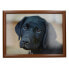 Фото #1 товара CREATIVE TOPS Black Labrador Tray