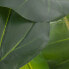 Фото #5 товара Декоративное растение 75 x 60 x 155 cm Зеленый Филодендрон