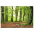 Vliestapete Mighty Beech Trees