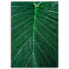 Leinwandbilder Blatt Pflanze Grün Natur