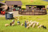 Фото #3 товара NOCH Sheep Shearing, HO (1:87), Multicolour