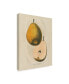 Wild Apple Portfolio Tournay V2 Canvas Art - 15" x 20"