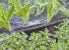 Фото #2 товара Gardena 13321-20 - Spray nozzle - Drip irrigation system - Plastic - Black - Green - 2.75 m - Germany