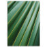 Фото #5 товара Leinwandbild Palme Blätter Pflanze Grün