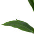 Фото #4 товара Декоративное растение 40 x 41 x 48 cm Зеленый PVC
