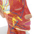Фото #3 товара Модель анатомическая Physa головы и шеи человека 3D масштаб 1:1