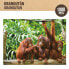 Фото #6 товара Пазл Colorbaby Орангутан 6 штук 68 x 50 x 0,1 см