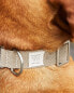 Coloured pet collar