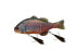 Jackall GANTAREL JR. Hard Swim Baits (JGANTJR-FIRE) Fishing