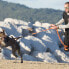 Фото #5 товара Экипировка для занятий каникроссом i-DOG Harnais Canicross Harness оранжевая