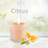 Фото #4 товара Duftkerze im Glas Citrus 105g, 1 St