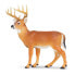 Фото #1 товара Фигурка Safari Ltd Whitetail Buck Wildlife Wonders (Дикая природа)