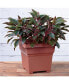 Square Flower Plastic Pot/Planter, Light Terracotta, 18"