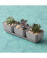 (10010) Herb Trio with Attached Tray, 12" x 14" - Grey
