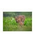 Фото #1 товара Nick Kalathas Tender Moment Deer Canvas Art - 20" x 25"