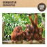 Фото #2 товара COLORBABY Child Orangutanes 1.000 Toys Pieces Puzzle