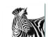 Фото #1 товара Schneidebrett Zebra im Schnee